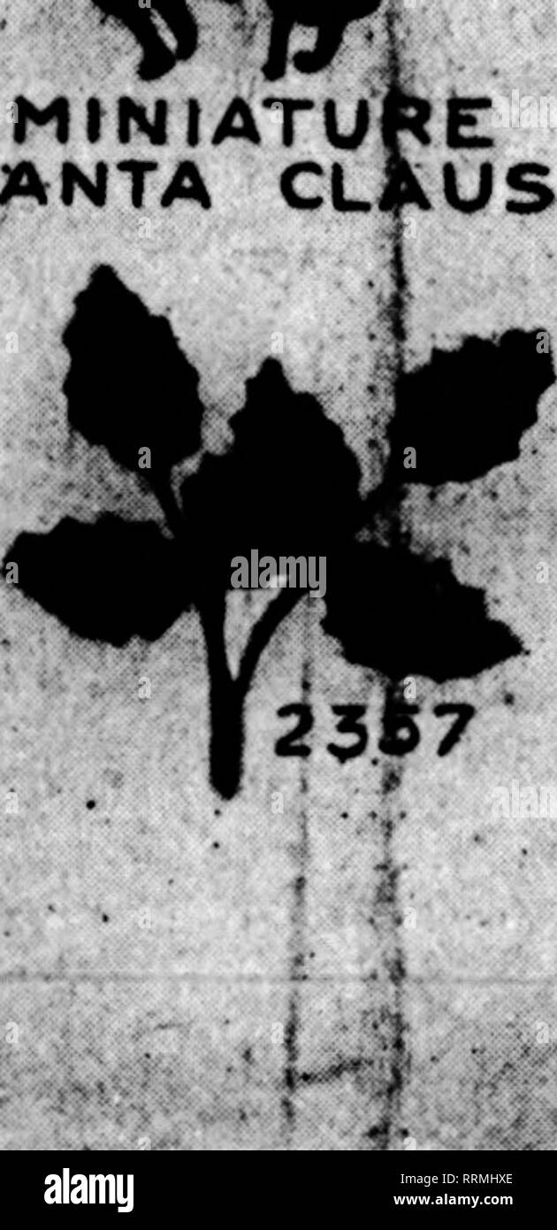 . Les fleuristes [microforme] examen. La floriculture. MtNIATUPt SANTA CLAUS. N° 30. Clématites en soie. Flower 2 pouces de diamètre. Les couleurs, rouge, violet, jaune, rose. Prix*. $4.80 par sross. N° 1S4. THISTLK. Groupe de quatre chardons naturels chiffon avec foliase. Le chardon, 2 pouces de long, 1 pouces de diamètre.^ Couleurs, rose, bleu ou jaune. Prix*, $3.80 par doxon eiustors. N° 84. FORQCT.MK-pas. Noël lumineux en rouge seulement. 12 grappes de fleurs à la botte. Prico, $430 por douz. bunchos. N° Miiiiaturo Poiiisottla}14S.. Petit Poinsettia en velours. Hi 2pouces de diamètre, centre jaune. Juste la chose pour wr Banque D'Images