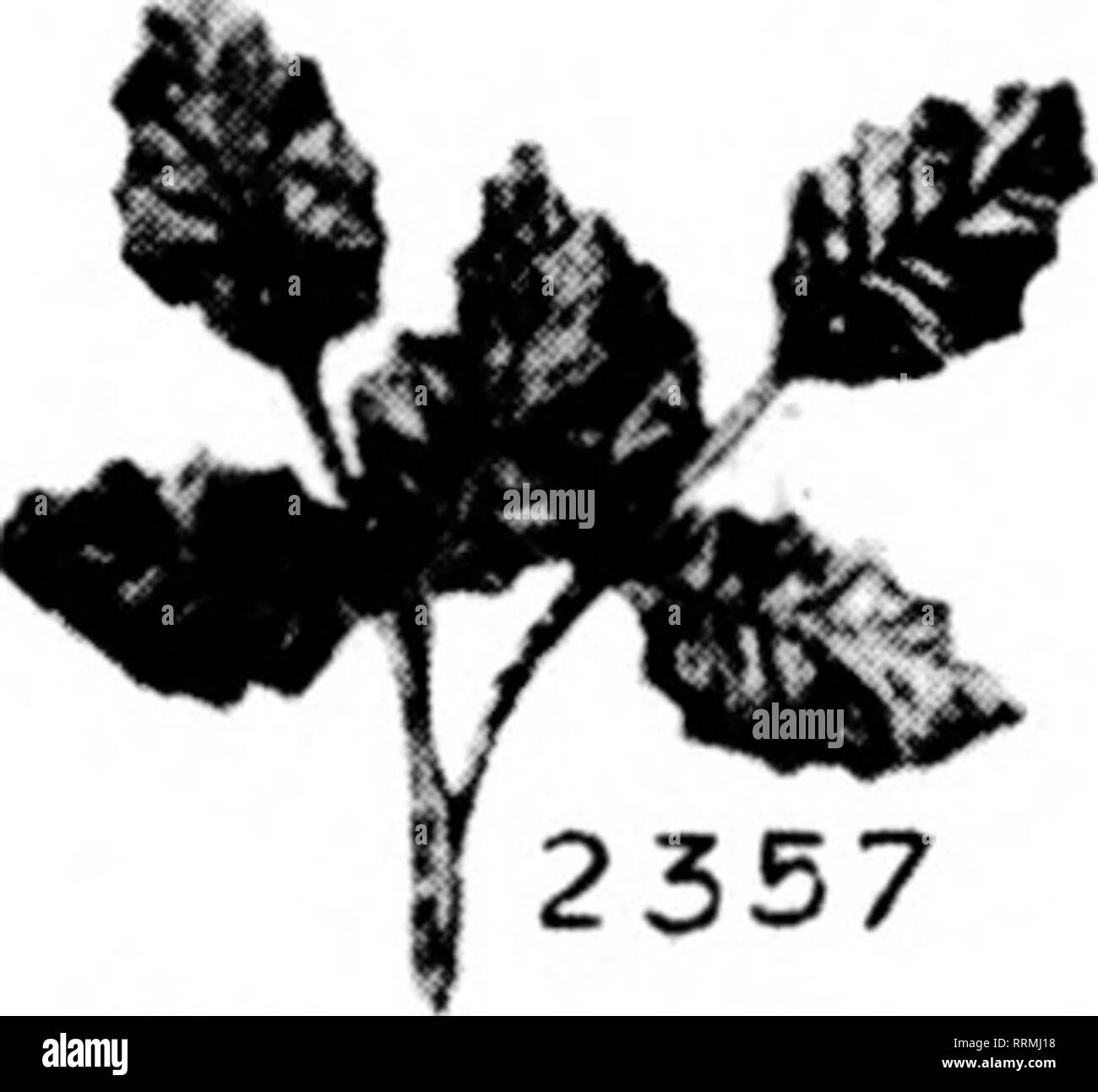 . Les fleuristes [microforme] examen. La floriculture. R 148^ t * ? :' des baies de houx PÈRE NOËL MINIATURE. 2357 N° 30. Clématites en soie. 'Fleur 2^3 pouces de diamètre. Les couleurs, rouge, violet, jaune, rose. Le prix, $4.S0 par gross. N° 184. THISTLE. Groupe de quatre chardons naturels avec du tissu foliaire. Le chardon, 2 pouces de long, 1 pouces de diamètre.^ Couleurs, rose, blueoryello&lt;c. Prica, $3.50 par douzaine de grappes. No 54. FORGET-me-not. Noël lumineux en rouge seulement. 1.' grappes de fleurs à la botte. Le prix, $4.50 par doz. grappes. No 148.:Poinsettia Miniature. Petit velvet Poinsettia.'ii^ pouces dans diamètre Banque D'Images