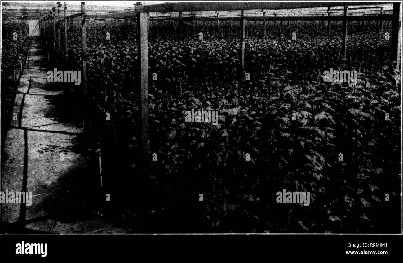 . Les fleuristes [microforme] examen. La floriculture. Septembre 21 Sri', 1910. Les fleuristes^ Review 19. Un Qoth Californien Chambre contenant 150 000 chrysanthèmes photographié septembre I, J9J6. La saison est plus haut dans le sud de Cali- fornia qu'ailleurs, les premiers varie d'être prêt- à la fin de sep- tembre, et les fleurs sont de texture splendide, debout .voyage longtemps dis- tances. La côte du Pacifique, les grossistes ont introduit le chrysanthème dans certaines parties du pays où elle était relativement inconnu jusqu'à il y a deux ou trois saisons. Foire de l'état de l'Illinois. Flower Show beaucoup plus petite. L Banque D'Images