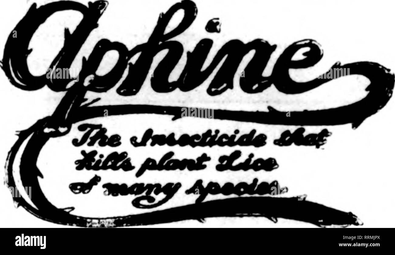 . Les fleuristes [microforme] examen. La floriculture. Sare yoar Plantes et arbres. Jast la chose pour greenhonse et extérieure SNG. BoR Monts-mealy détruit, Brown et WbiteSrale. Tbrlps. L'araignée rouge, noir et Oreen voler. Les Mites, fourmis, etc., dommage withoat aux plantes et sans odeur. Utilisé par la direction d'inir, notre Insecticide standard empêche raTaKes sur vos cultures par les insectes. Non toxique et moins mal à l'utilisateur et de l'usine. Leadlnar les semenciers et les fleuristes ont utilisé avec des résultats merveilleux. Détruit les poux dans les poulaillers, les puces sur les animaux domestiques et tous les DoKs.' Excellent comme un lavage pour ne^ et autre animal Banque D'Images