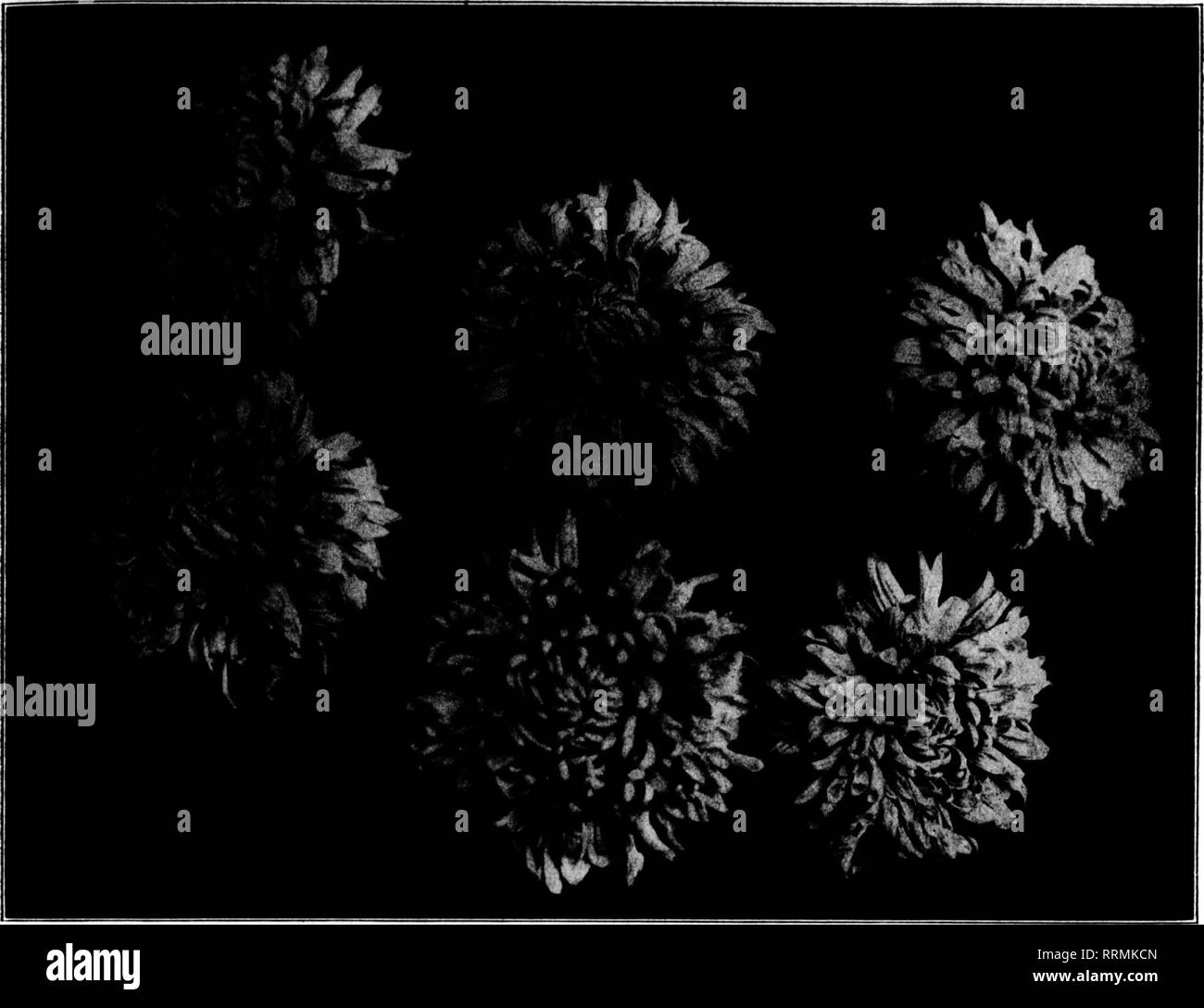 . Les fleuristes [microforme] examen. La floriculture. NOVBMBBB 1, 1917. Les fleuristes^ réexamen 21. ^ Delaware chrysanthème le nouveau début de l'avance des semis Rose croisé avec Unaka. Ces conditions sont peu préparés par notre accueil chaleureux, au début de l'été soleil. Voyant que la culture en plein air est impossible, il nous faut compter sur les émissions de la culture pour une culture de printemps et quiconque possède une serre froide peut faire pousser de façon satisfaisante. Les Français et les variétés de Perse sont assez, mais manque la vigueur du turban varie et ces derniers seront trouvés pour réussir la meilleure sous verre. Tous sont peu coûteux, pas de mat Banque D'Images