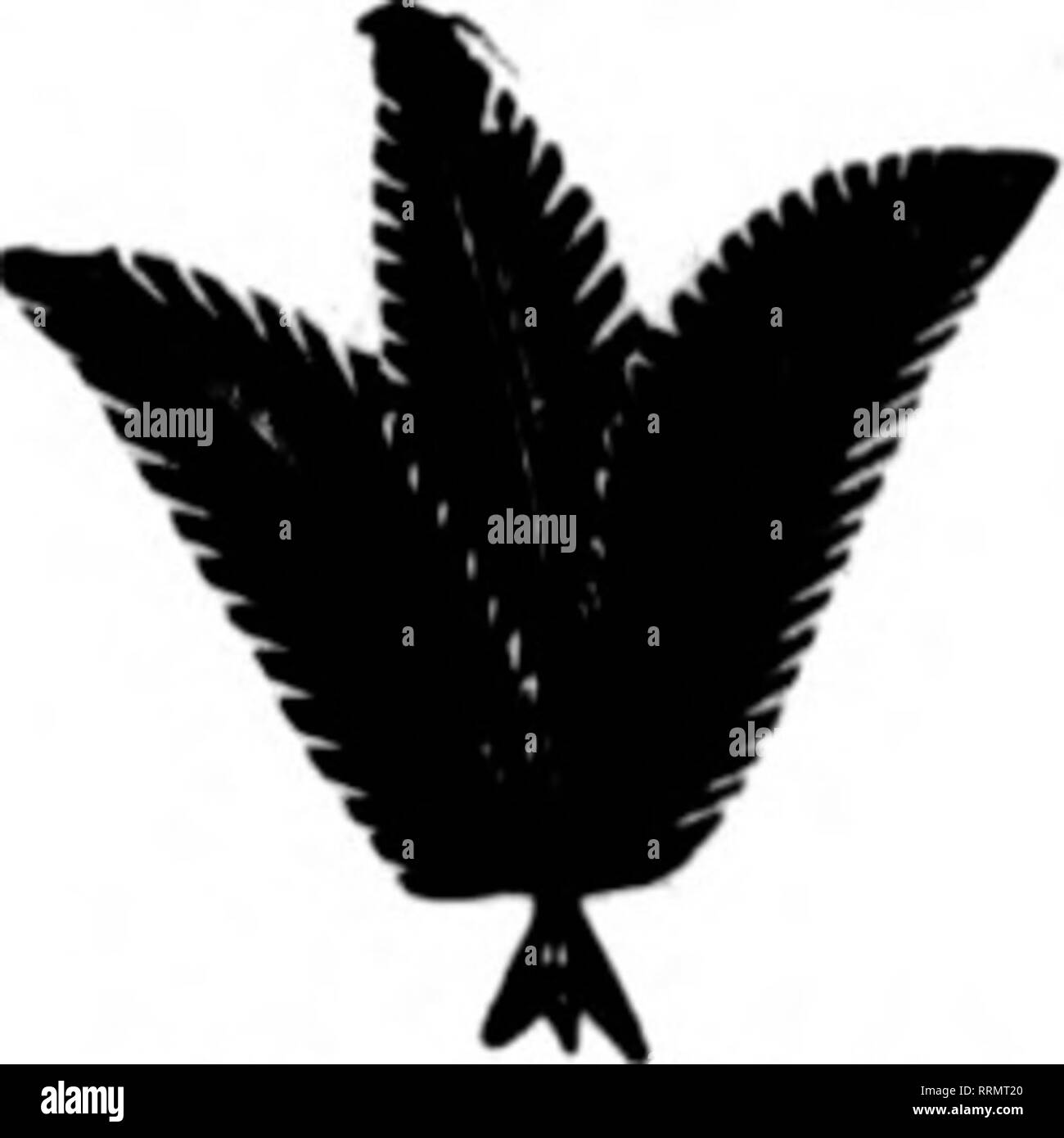 . Les fleuristes [microforme] examen. La floriculture. 66 L'examen pour fleuristes 31 mai. 1917. Fleurs coupées des Co., Inc., de mauvais West 28th Street, NEW YORK CITY Lorsque vous consignez vos fleurs pour nous, vous faites des affaires avec l'une des plus fiable du com- mission des maisons. Nous donnons à chaque expédition, n'importe ce que la quantité, notre plus grande attention. Si vous êtes un expéditeur de fleurs il va vous payer pour entrer en contact avec nous. Occasion spéciale pour un couple de bons producteurs de Rose qui sont à la recherche de meilleurs rendements. Notre demande actuelle est plus grande que notre approvisionnement. Mentionner l'examen lorsque vous écrivez. H. E. FROME Banque D'Images