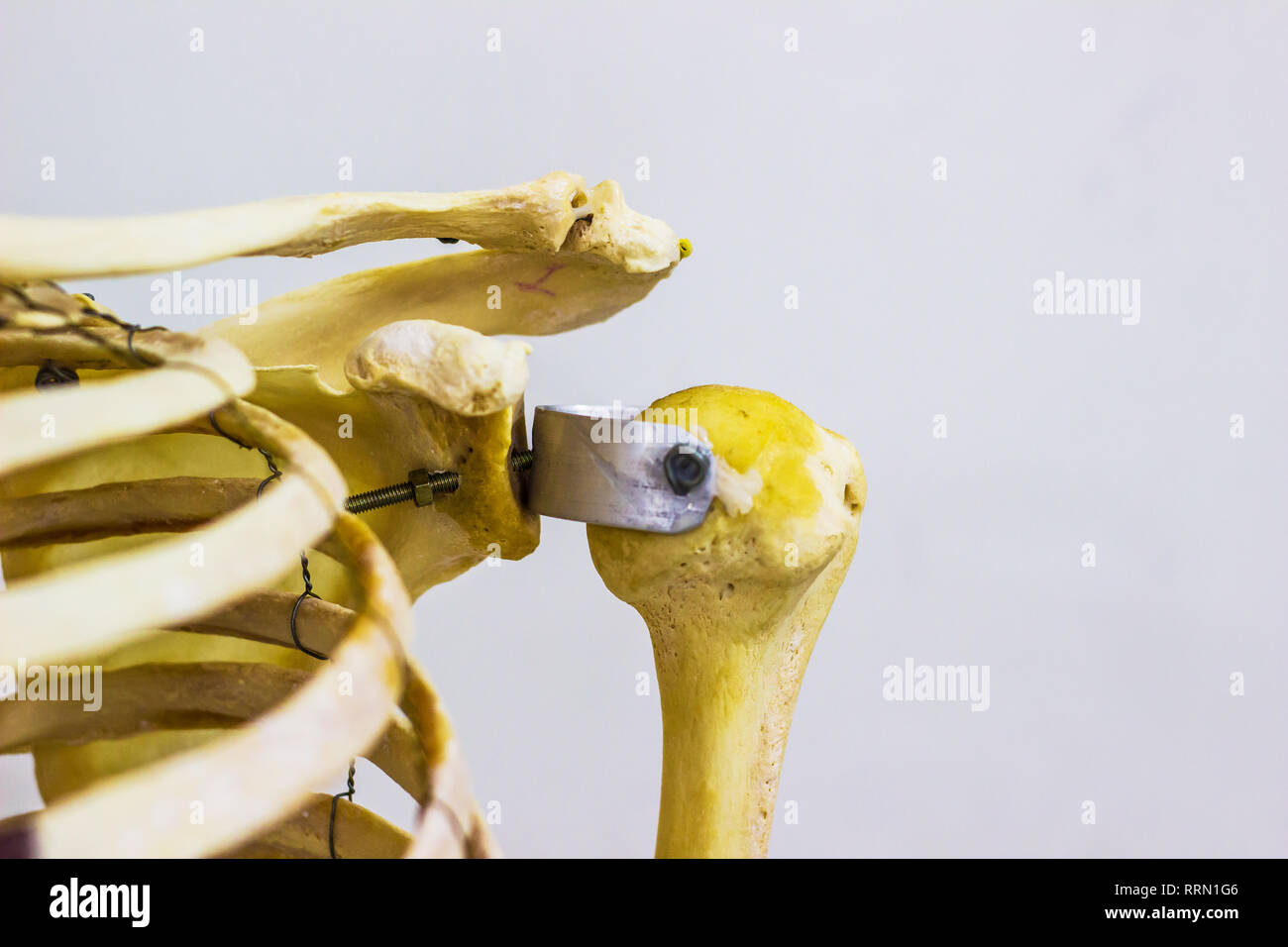L'omoplate et la clavicule humérus articulée montrant les os de l'épaule gauche de l'anatomie en fond blanc Banque D'Images