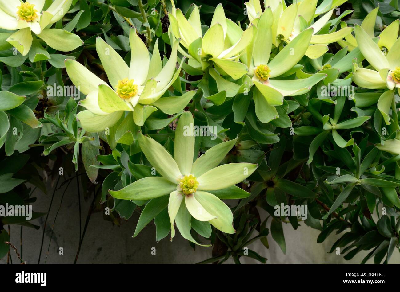 Leucadendron fleurs gangogeri Banque D'Images