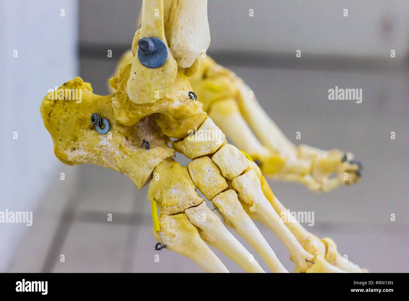 Tarse et métatarse articulé phalanges os montrant les droits de l'articulation de la cheville anatomie en fond blanc Banque D'Images