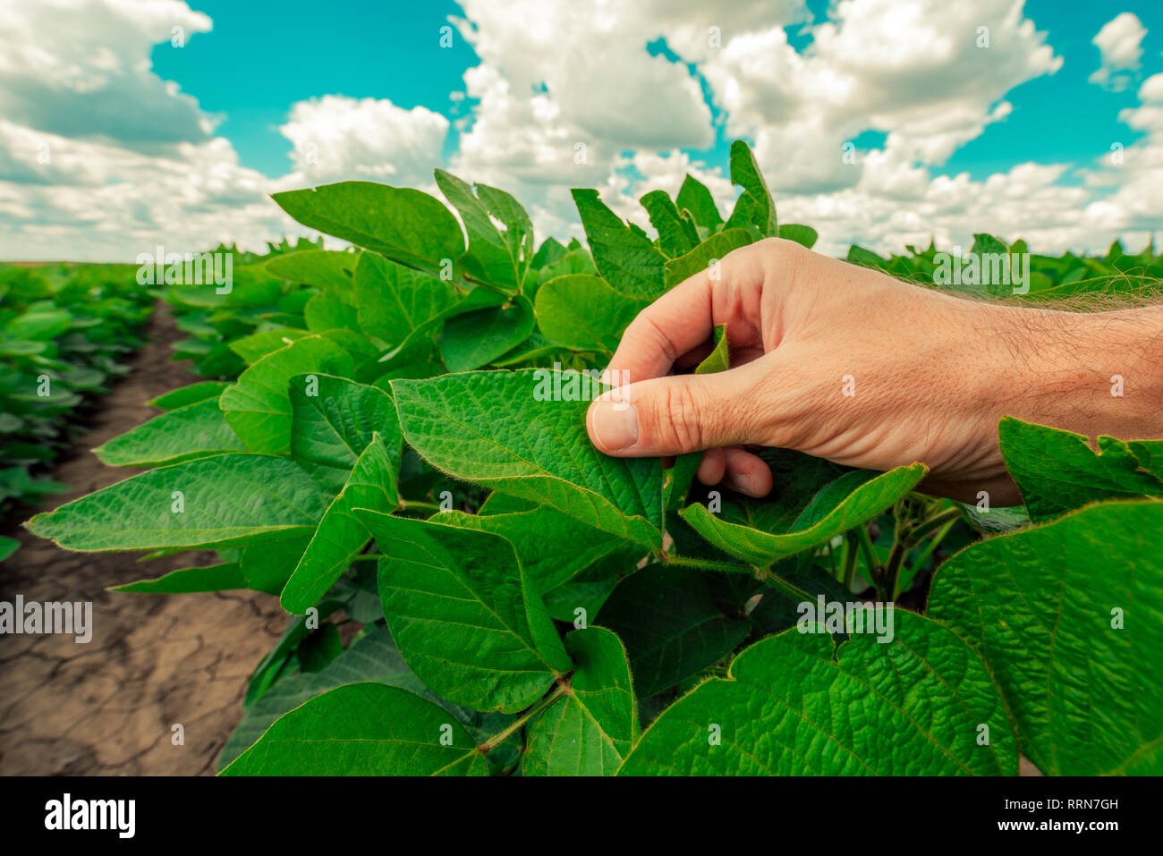 La gestion de la santé des plantes de soja, expert agronome examinant les feuilles des cultures au premier stade de développement Banque D'Images