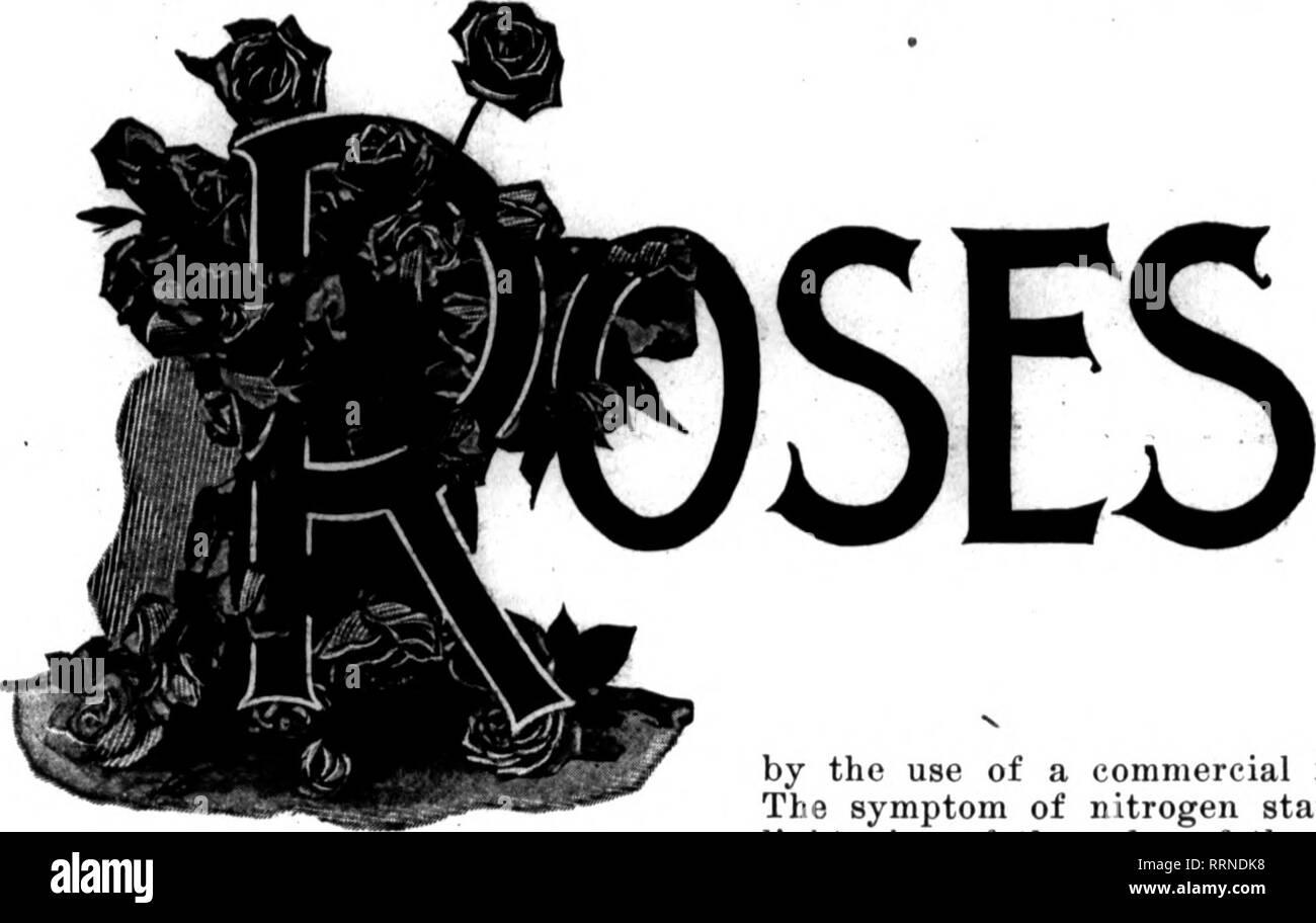 . Les fleuristes [microforme] examen. La floriculture. 0 Mabch, 1916. Les fleuristes' Review 21. Pour FEBTIIilZEBS BOSES. [Le rapport de F. W. Muncie, d'Urbana, 111., zéro engrais travaillent à l'expérience agricole- iiuMit, Université de l'Illinois, licfore a présenté la convention de l'Illinois State Flo- rists' Association nt Moline, mars 7.1 je donne dans un rapport à l'associa- tion cette année un résumé de notre Bul- letin, '' les engrais commerciaux pour Koses", qui est maintenant dans les mains de notre éditeur et va bientôt vous rejoindre. Le sol à proximité de la station expéri- ment est un brown Banque D'Images