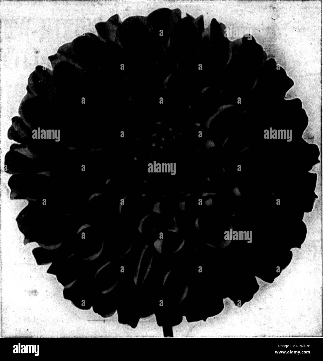 . Les fleuristes [microforme] examen. La floriculture. 64 La revue Febbuabt^ Fleuristes 17, 1916. THOMPSON'S New^ Dahlias America, Chicago, Blue Bell, Reine de l'Amérique, l'Art jaune, rose, argenté, Golden Ball, Gloria (voir coupe). La pivoine rouge profond et d'autres. Noms réclamés par priorité, le droit d'utilisation, de sonde de nouvelles variétés sont priés de respecter le même. Offre spéciale sur GLORIA, le meilleur show jaune Dahlia apparaissant sur le marché de Chicago. Livoni x Bruton. Bloomer profuse, strong producteur et ex- cellente la croissance des racines. Des agrégats, 7c ; de fortes oppositions, 4c. Rose, très bon bloomer ; blanc, crème cen Banque D'Images