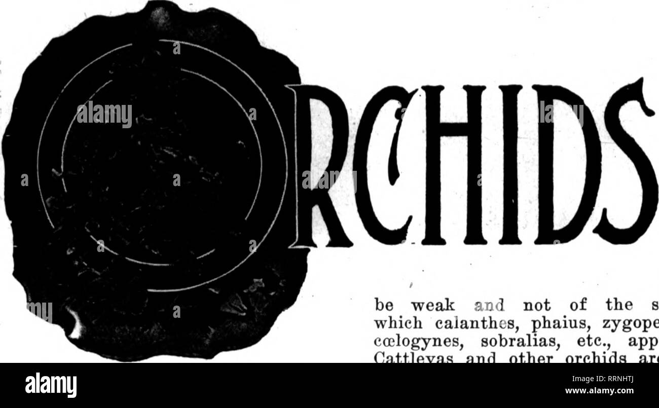 . Les fleuristes [microforme] examen. La floriculture. 18 Les fleuristes^ 10 Février 1916 Examen.. riums diflferent et de variétés de plantes à feuillage. Ce qui serait le plus complet- en mesure, le haut ou bas de la maison, et les résultats seront aussi bons s'ils sont cultivés avec d'autres plantes f F. S.-N. OATTLEYAS Y. APRÈS LA FLORAISON. H^ de temps doit être reposé cattleyas après la floraison, et à quelle fréquence doivent-ils être arrosés au repos ? J'ai les variétés suivantes : Trianse, maintenant en fleurs ; labiata, Mossise ; repos, Percivaliana, speciosissima et Schroe- der89. Devraient-ils être repotted et compte tenu de la tourbe chaque ye Banque D'Images