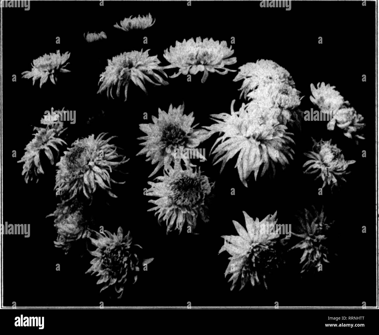 Yellow Cannas Banque D Images Noir Et Blanc Alamy Yellow Cannas Banque D Images Noir Et Blanc Alamy