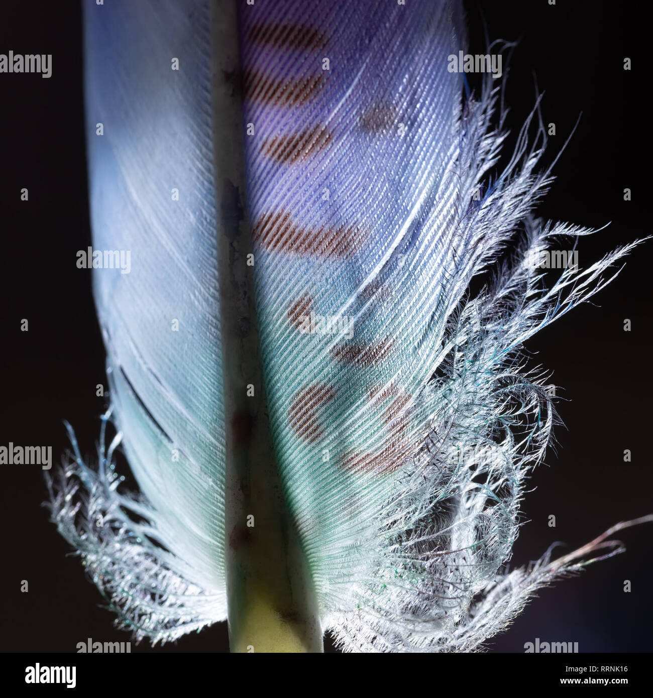 Plume blanche avec des motifs de couleur sur un fond sombre avec rétroéclairage Banque D'Images