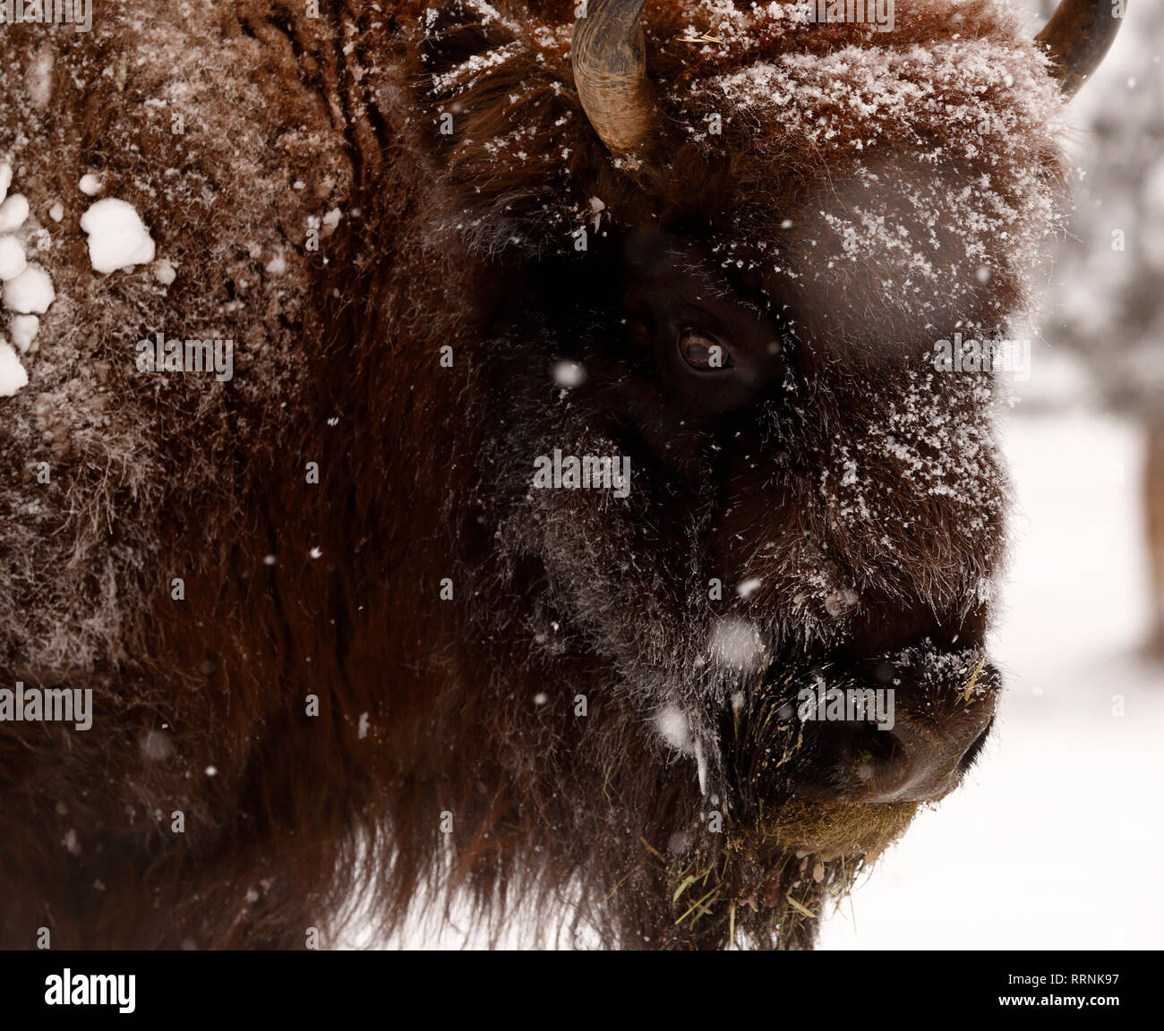 Fermer la vue d'un bison ou d'un bison en profondeur et des chutes de neige encore Banque D'Images