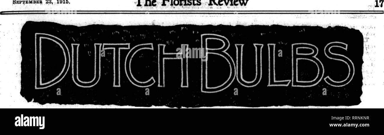 . Les fleuristes [microforme] examen. La floriculture. • ! ?" :. V&gt ; '^ « ? ?  ? ? :" ''V- • Sbptembeb 23, 1915. L'examen pour fleuristes. »» OHBISTMAS FOB JACINTHES. À partir de la Hollande-arown ampoules. Une demande de plus en plus de Néerlandais hya- cinths à Noël, avec plus ou moins de résultats insatisfaisants obtenus avec le français et l'Allemand-bulbes cultivés, induit l'expérience de producteurs Holland- ment, avec le résultat que, en vertu de méthodes de culture comme expliqué par C. P. Moerlands, professeur à l'école d'hiver de l'agriculture à Naaldwijk, Hol- land, ils sont maintenant en mesure d'offrir aux producteurs de bulbes de jacinthe qui Banque D'Images
