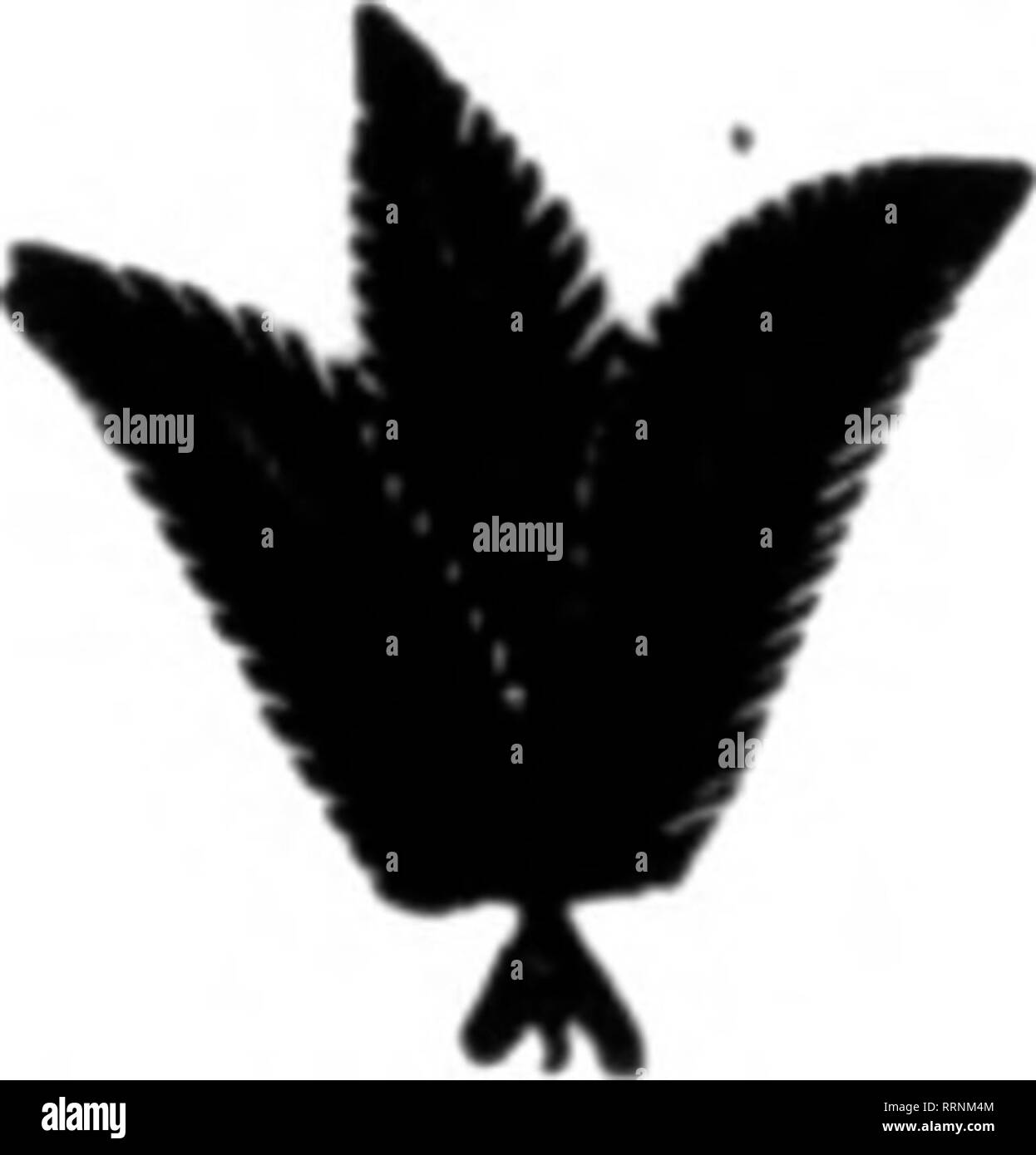 . Les fleuristes [microforme] examen. La floriculture. Le sud de WOd Smilax 50-lb. cas 2,50 $ 1,60 cas la moitié sud de la ligne complète de conifères gagner Catherine. Ala. Téléphone ou écrire le VBGIN Qutnhnt EVEKGREEN CO., Alt. FRUITS ROUGES POUR XNAS Stock choix supplémentaire couper des fougères, des feuilles de Galax, etc. fil ou écrire N. M. HITCHCOCK, GlenvNd, Hick. Arbre généalogique de buis nain, ou 12c par lb. BRANCHES DE LAURIER 2x2x4 pi., 2,50 $ par caisse, tiges de laurier gros sac, $1,00 FEUILLE VERT MOUSSE par sac. 1,25 W. Z. PURNELL SNOW HILL, MD.. Veuillez noter que ces images sont extraites de la page numérisée des images qui peuvent avoir été améliorer numériquement Banque D'Images