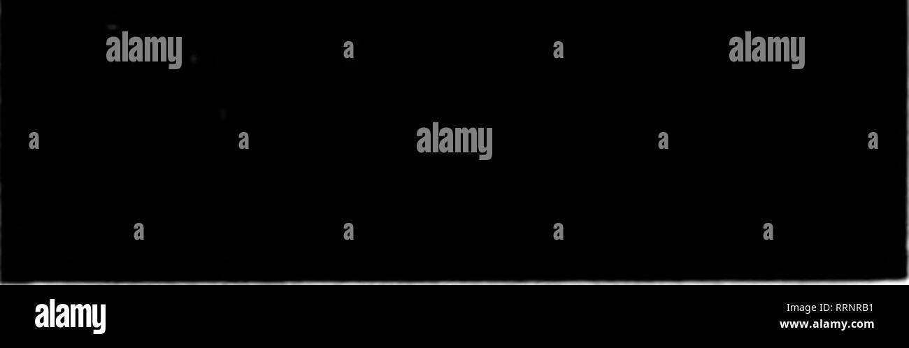 . Les fleuristes [microforme] examen. La floriculture. ^ ^A * . ""'F •• V " 'I. NEWMAN &AMP ; LEGG, mentionner le ReTlew lorsque ljc écrire. MANASQUAN, N. J. CANNAS CANNAS stock excédentaire alors qu'ils durent à l'followlnB les prix. 2 à 3 yeux. Les commandes expédiées lorsque souhaité. Californie $ 2.00 par 100 duc de Marlborough 1,60 par 100 Gladiator 3.00 par 100 gallons par 100 1,60 Philadelphie John White 1,00 p. 100 le roi Humbert 2,00 par 100 U)uisiana 10,00 1,60 p. 100 par 100 Meteor PUlar du feu par PJiiladelphia 100 1,60 1,50 100 1,50 par l'Oncle Sam par 100 ^enus par 100 2,00 1,50 100 Wyoming Alsace THI Banque D'Images