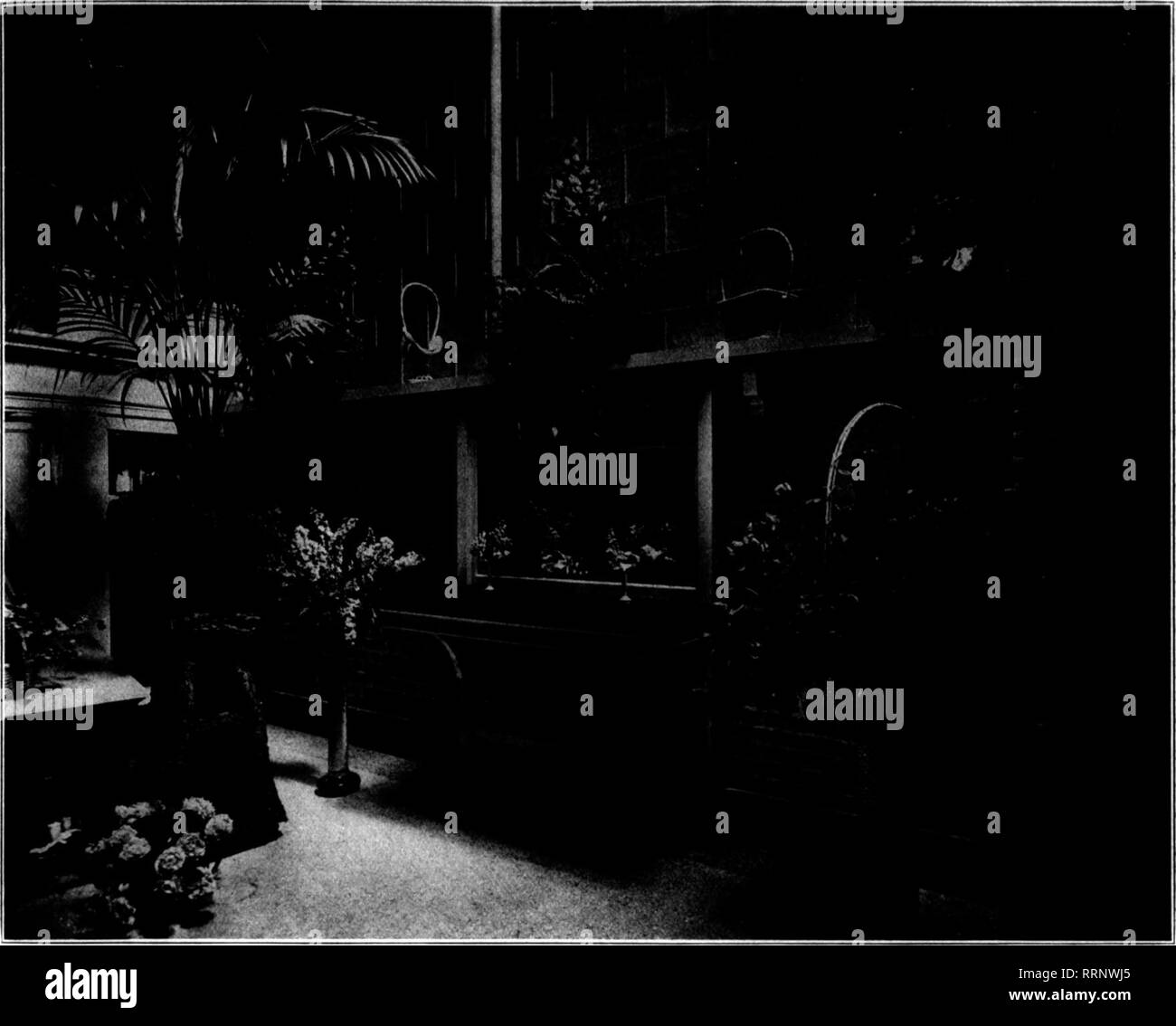 . Les fleuristes [microforme] examen. La floriculture. wT Jai.T 1. lOlS. Les fleuristes' Review 15. L'idée d'un jardin rustique du design italien a fonctionné admirablement à Samuel 'Murray's nouveau magasin. entraîner de lourdes compressions budgétaires de l'automne. ' Vous pouvez, en fait, la jauge des coupes d'automne sur le banc mieux les plantes que sur le tard, sans aflfecting les coupes d'hiver- versely ad. Nous considérons qu'il est un avantage pour les plantes si elles peuvent être surmontées pour quelque temps après avoir été Pokémon du Banc. Il aide les plantes à s'établir et, si la garniture est faite régulièrement, il favorisera une culture d'hiver régulière. A. F. J. Baur. La FOB SPRAT DE SEL Banque D'Images