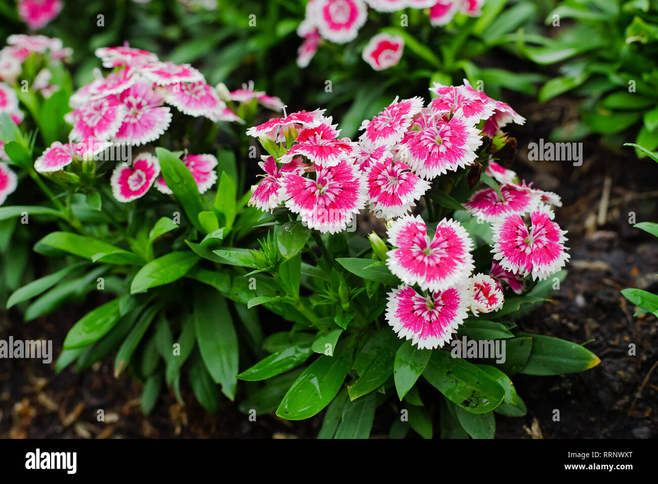 Dianthus barbatus fleur ou Sweet William fleur dans le jardin. Banque D'Images
