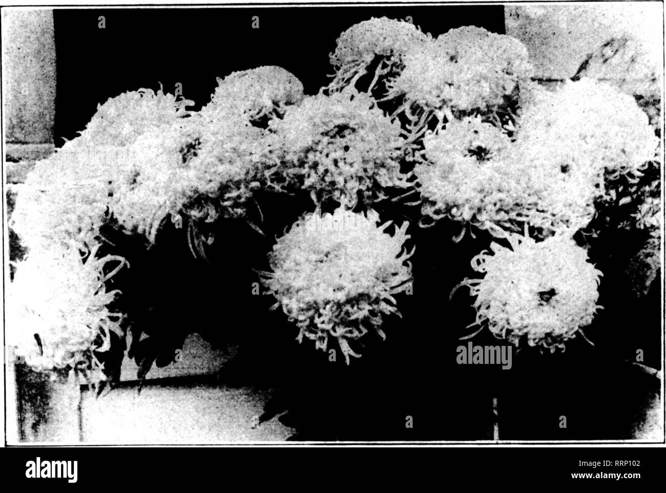 . Les fleuristes [microforme] examen. La floriculture. TW'.^* ? .•&Lt ;--"^ ? Fbbbuaey 1, 1917. L'examen de fin d'Hambourg pour fleuristes chrysanthème blanc l'examen de comités de la société chrysanthème d'Amérique a marqué la fin de l'Hambourg blanc comme suit : Philadelphie, 14 décembre .... 88 points, commercial BOSTON, 14 Décembre 83 points, commercial NEW YORK, Décembre 18 85 points, commercial. Cette photo a été prise le 10 décembre 1916, et donnera une bonne idée de ce qu'Hambourg fin blanc comme lors de la culture d'une même tige, planté six pouces de chaque manière. Hambourg fin blanc est blanc pur sous tous les temps con Banque D'Images