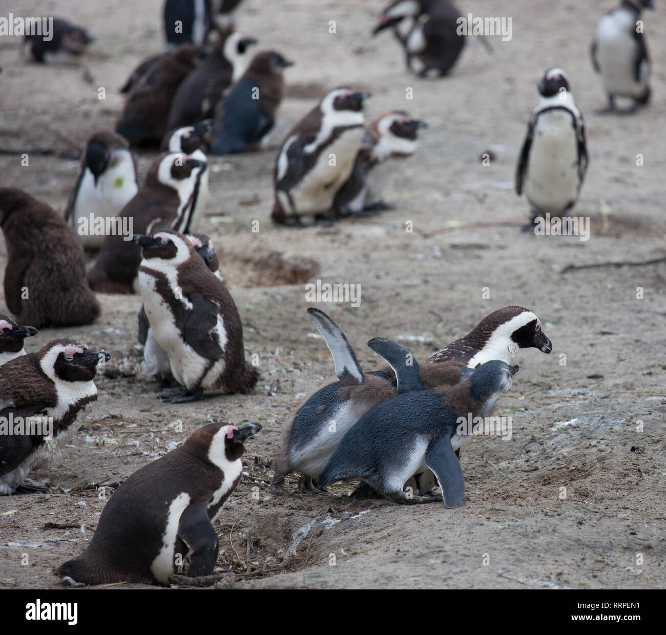 Manchot Du Famille Mere Nourrit Son Nouveau Bebe Deux Chickes La Ville Du Cap L Afrique Du Sud Photo Stock Alamy