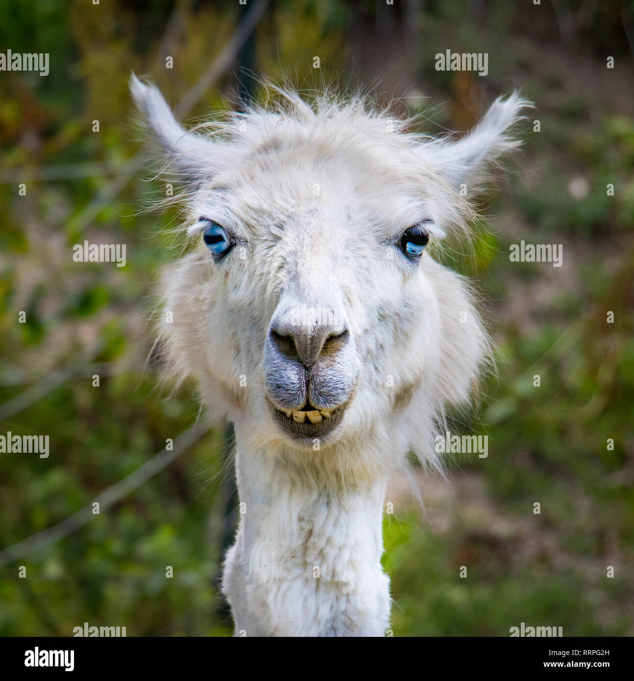 Albinos blanc alpaga regardant fixement, funny animal tête portrait aux yeux bleus Banque D'Images