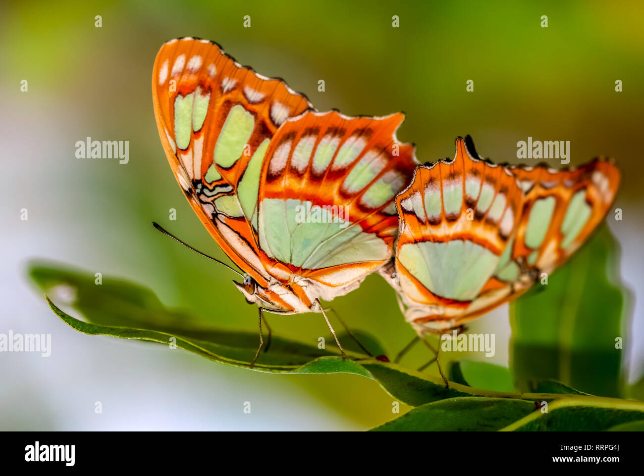 Tropic butterfly couple in love libre avec un fond vert et copyspace Banque D'Images