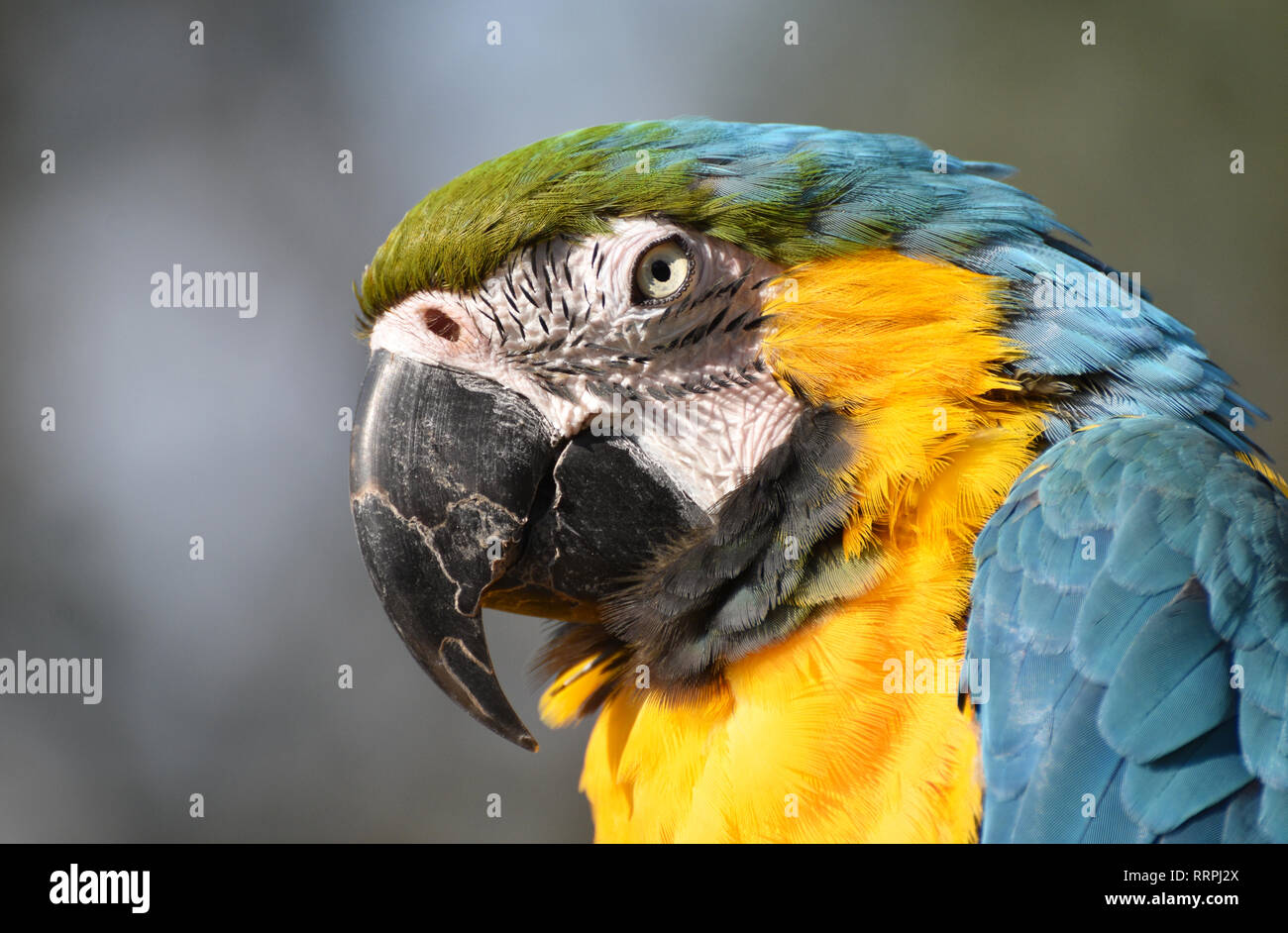 Blue and Gold Macaw Parrot / Banque D'Images