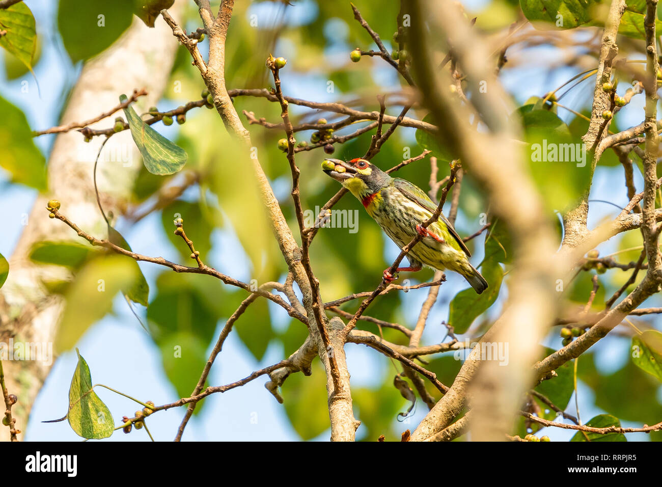 Coppersmith Barbet percher sur Bo arbre avec bouchée de nourriture Banque D'Images