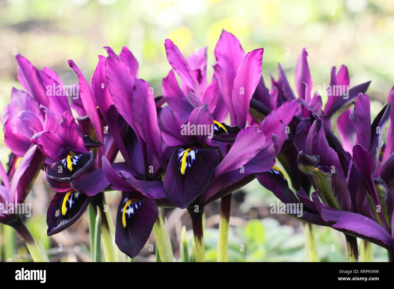 Iris histrioides 'George'. La fin de l'hiver au début du printemps des fleurs d'Iris 'George' dans un jardin anglais, Février, UK. Aussi appelé Iris reticulata' George'. Banque D'Images