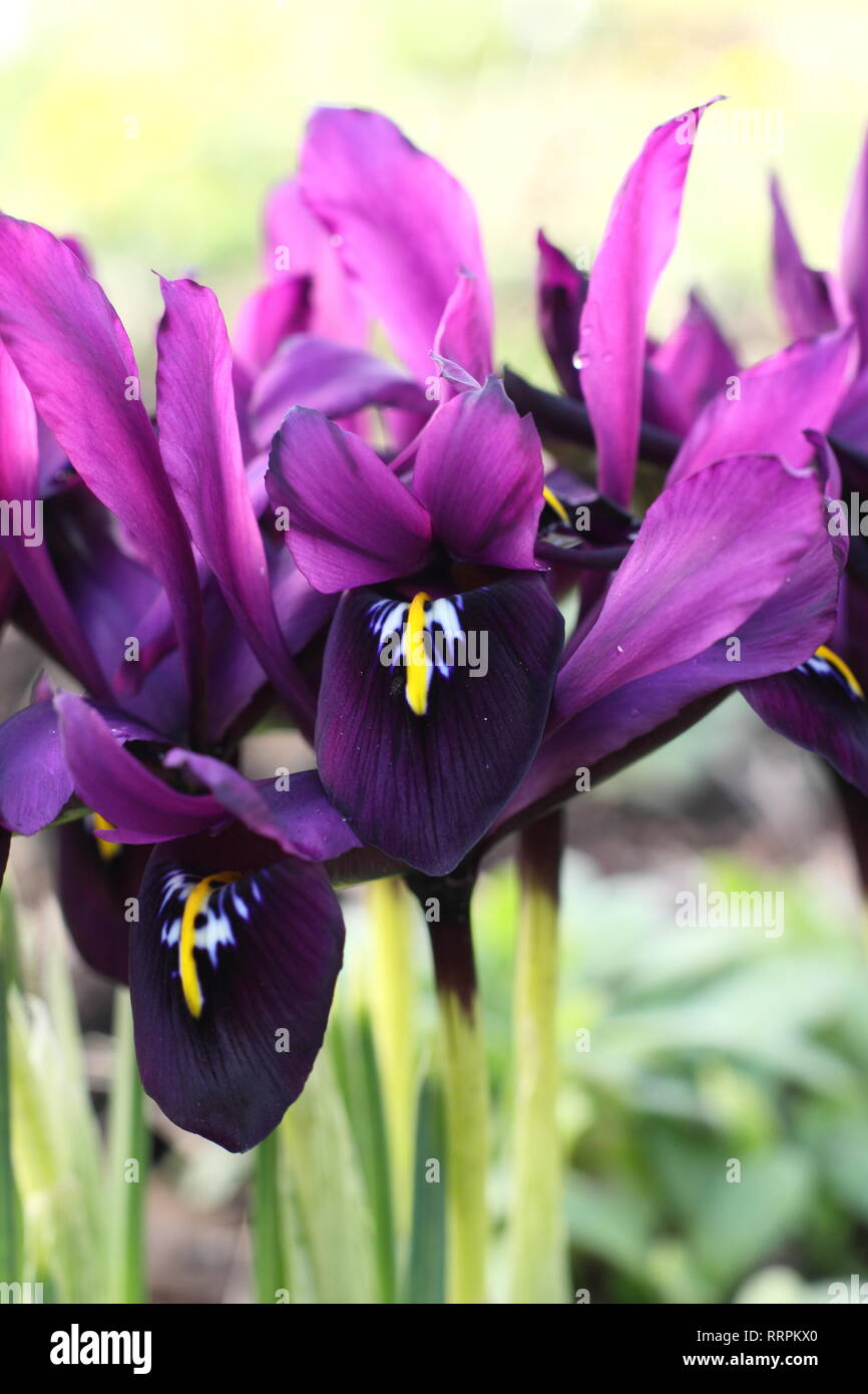 Iris histrioides 'George'. La fin de l'hiver au début du printemps des fleurs d'Iris 'George' dans un jardin anglais, Février, UK. Aussi appelé Iris reticulata' George'. Banque D'Images