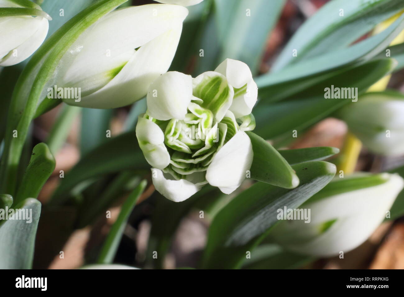 Galanthus 'Poe Hill'. Fleur d'hiver Snowdrop Hill Poe, a noté pour sa rosette intérieure étroitement serrées, émergent dans un jardin anglais - Février, UK Banque D'Images