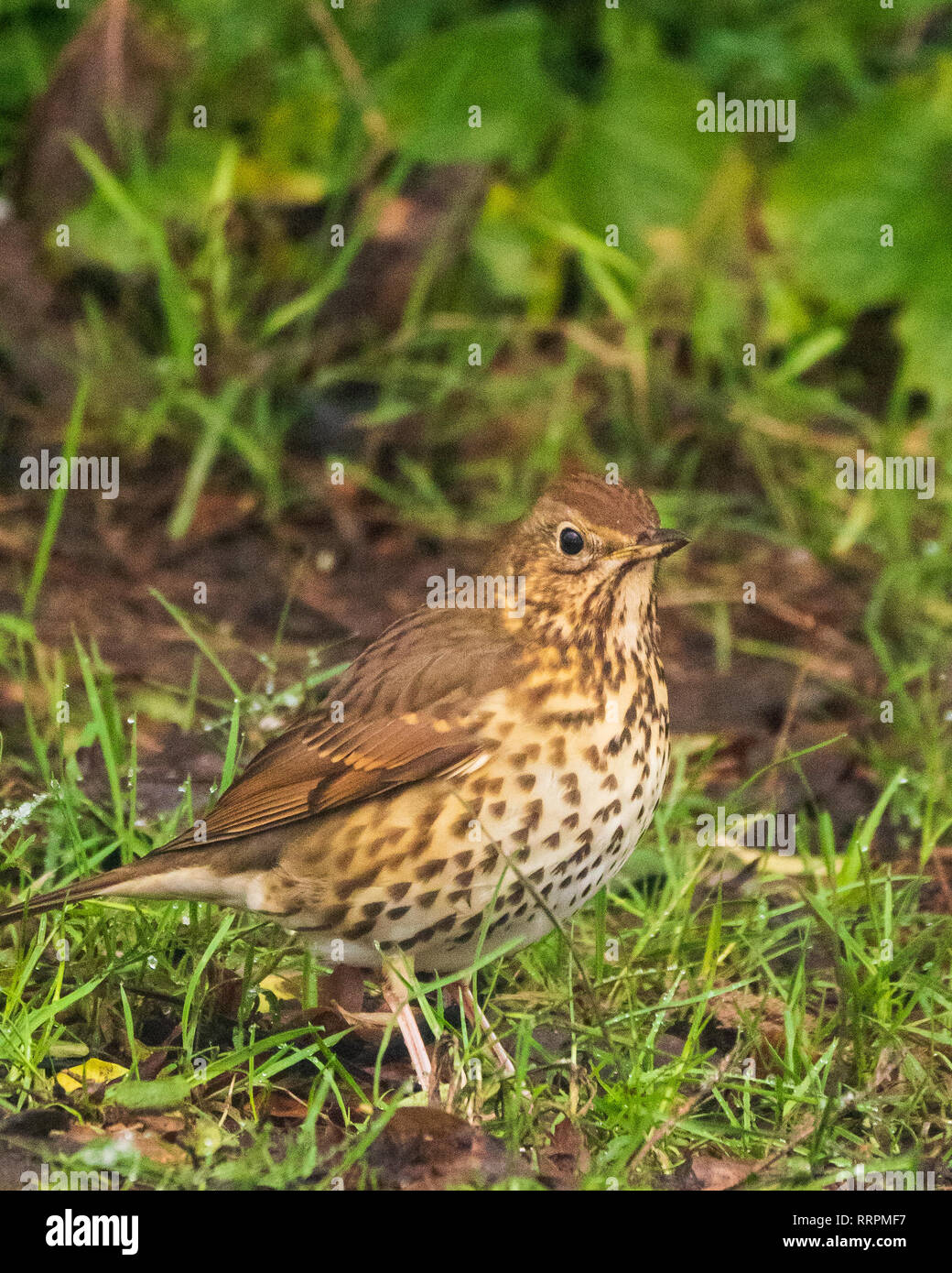 Une Grive musicienne (Turdus philomelos) à la recherche de nourriture sur un Grassy River Bank Banque D'Images