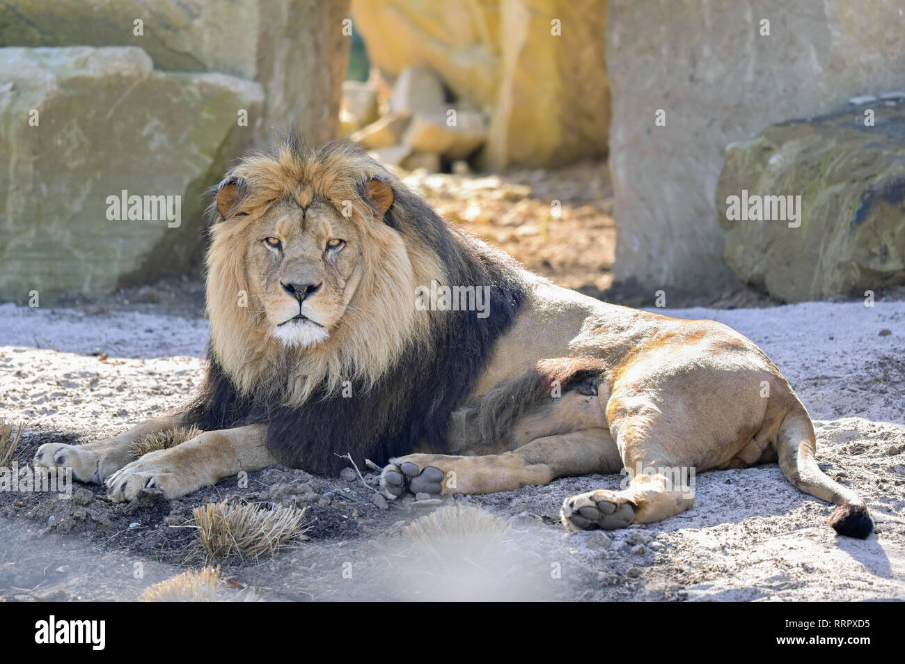 Heidelberg, Allemagne. Feb 26, 2019. Lion berbère Chalid réside dans la nouvelle enceinte à Heidelberg Zoo. Avec l'installation de 1,5 millions d'euros, le zoo veut remplir sa mission de protéger les espèces et soutenir la conservation programme d'élevage de lions berbères. Credit : Uwe Anspach/dpa/Alamy Live News Banque D'Images