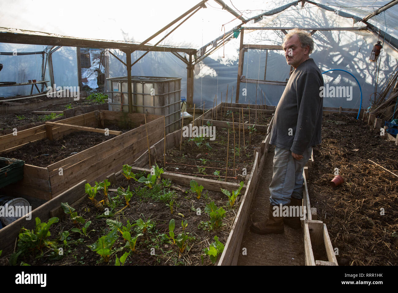 Londres, Royaume-Uni. 26 Février, 2019. Terry observe un polytunnel croître à Heathrow, un éco-squatté communauté fondée en 2010 sur un site abandonné près de l'aéroport de Heathrow en protestation contre les plans gouvernementaux d'une troisième piste qui a été aujourd'hui partiellement expulsées par les huissiers. La communauté a développé un vaste jardin et est reconnue pour avoir apporté une contribution éducative et spirituelle à la vie dans le Train des villages qui sont menacés par l'expansion de l'aéroport. Credit : Mark Kerrison/Alamy Live News Banque D'Images