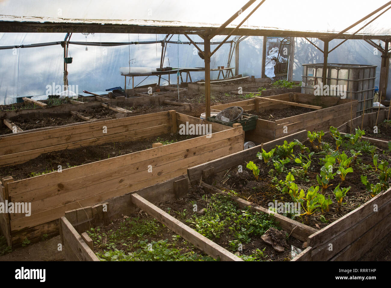 Londres, Royaume-Uni. 26 Février, 2019. Un polytunnel croître à Heathrow, un éco-squatté communauté fondée en 2010 sur un site abandonné près de l'aéroport de Heathrow en protestation contre les plans gouvernementaux d'une troisième piste qui a été aujourd'hui partiellement expulsées par les huissiers. La communauté a développé un vaste jardin et est reconnue pour avoir apporté une contribution éducative et spirituelle à la vie dans le Train des villages qui sont menacés par l'expansion de l'aéroport. Credit : Mark Kerrison/Alamy Live News Banque D'Images