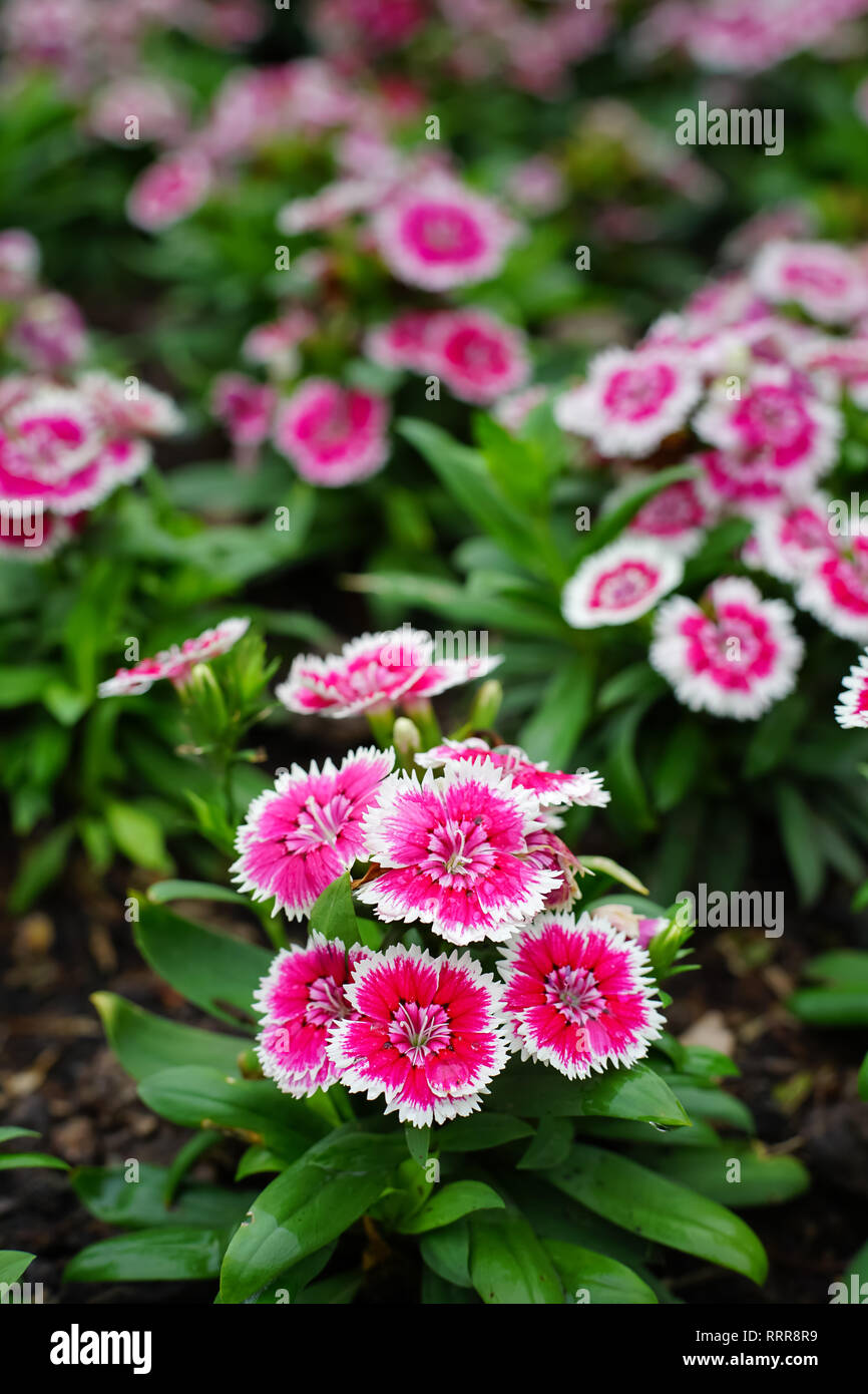 Dianthus barbatus fleur ou Sweet William fleur dans le jardin. Banque D'Images