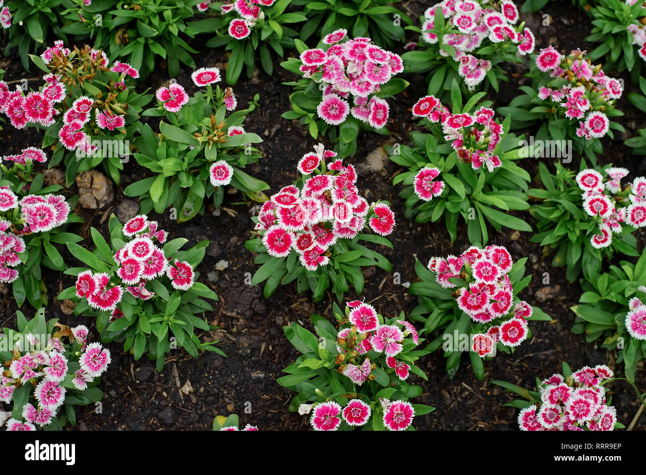 Dianthus barbatus fleur ou Sweet William fleur dans le jardin. Banque D'Images