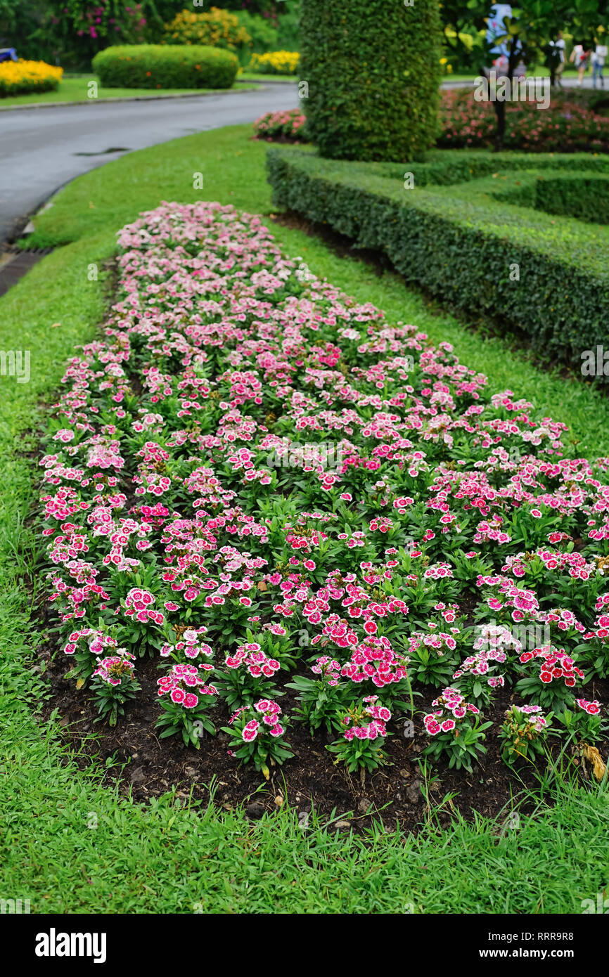 Dianthus barbatus fleur ou Sweet William fleur dans le jardin. Banque D'Images