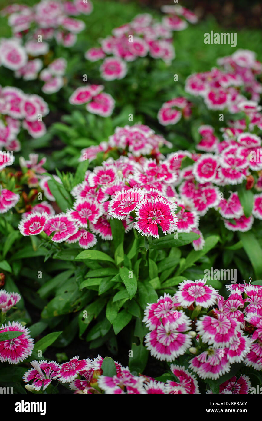 Dianthus barbatus fleur ou Sweet William fleur dans le jardin. Banque D'Images