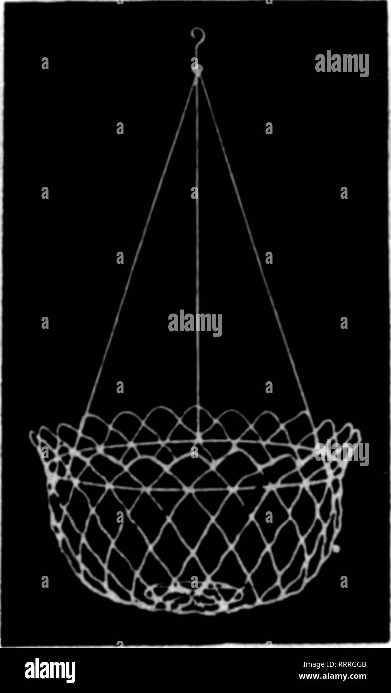 . Les fleuristes [microforme] examen. La floriculture. Paniers SUSPENDUS EN 1^ Ralvanized maille fil serti. Aucune amende- lier sur le fil à pourrir.' Paiat"d""Gr ii 10  % Disconnt sur 6,00 $ Commandes par douz. 10 pouces, 6^ pouces de profondeur 1,50 $ 12 pouces, 7^ pouces de profondeur 1,85 pouces, 14 pouces de profondeur 2,40 8^ 16 pouces, 9 pouces de profondeur 3,25 Feuille Vert Mousse, 2,00 $ par sac, FALLS CnY WIRE WORKS USS^d Street, Louisville. KY. Mentionner le Rerlew quand yon écrire. g'EBhe Budlong Vallée Ruban Mentionner les Berlew quand 70a écrire. SPHAGNUN BJSs MOSS 9,00 $ WM. MURPHY 329 HM. St, Cincinnati 0. Mentionner l'examen quand yon. à propos de l'écriture Banque D'Images