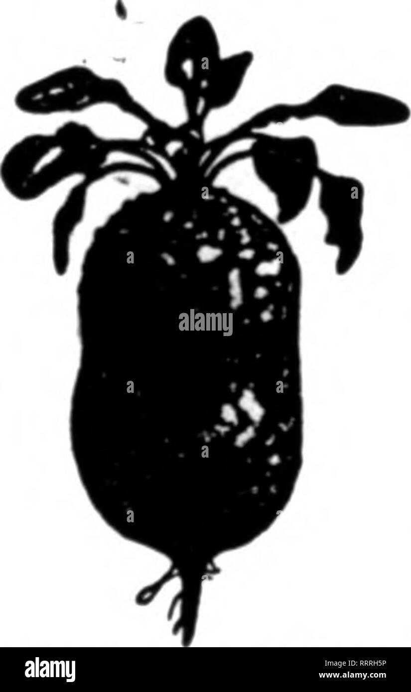 . Les fleuristes [microforme] examen. La floriculture. 102 La Revue DbCembeb pour fleuristes 10, 1914. C. S. &AMP ; Co. NEW YORK Notre devise :-le battre le marché permet juste de recevoir :- HOHMANN'S CÉLÈBRE LE MUGUET PIPS li ! A A Lilium Formosum. 7/9 in., affaire de 250 ampoules, Lllium Multiflirum 16,00 $, 7/9 in., affaire de 300 ampoules. Oiganteum 16,50 $ Lilium, 7/9 in., affaire de 300 ampoules, $1650 CH4S. SCHWAKE &AMP ; Co., Inc., 90-92 West Broadway, le Miitlon RptIpw wbpn yoD écrire. NEW YORK Dordrecht le 30 novembre, probablement à la fin de la saison, les importations. Les lots sont les suivants : Destinataire. Lang, Banque D'Images
