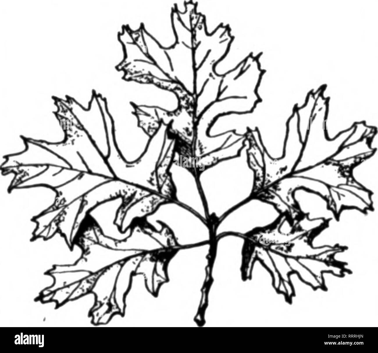 . Les fleuristes [microforme] examen. La floriculture. Couronne de chêne américain naturel préservé avec Velvt Poinsettia (imitation de l'écorce de bouleau JOYEUX NOËL BANNER-12 pieds de long.) yl ^^^ ^^^^m r^ ^^KlI-Vw^ HKHBpm^^^ '^yujflK^^ jrvVif UBv/tnr^^^ ^^ ? n^p j[ k Vacances Spéciales Otter Sur réception de 15 heures et le nom de votre revendeur, nous vous enverrons un échantillon de notre assortiment de conserves de feuillages, comprenant les éléments suivants : 5 lbs. de chêne américain de sprays. Le rouge et le vert assortiment de 1 carton de chêne américain d'arbustes. Cherry R^d 1 couronne de chêne américain, avec Poinsettia 1 lb. Ruscus, rouge n° 1 Qualité 1 lb. Lycée préservé naturel Banque D'Images