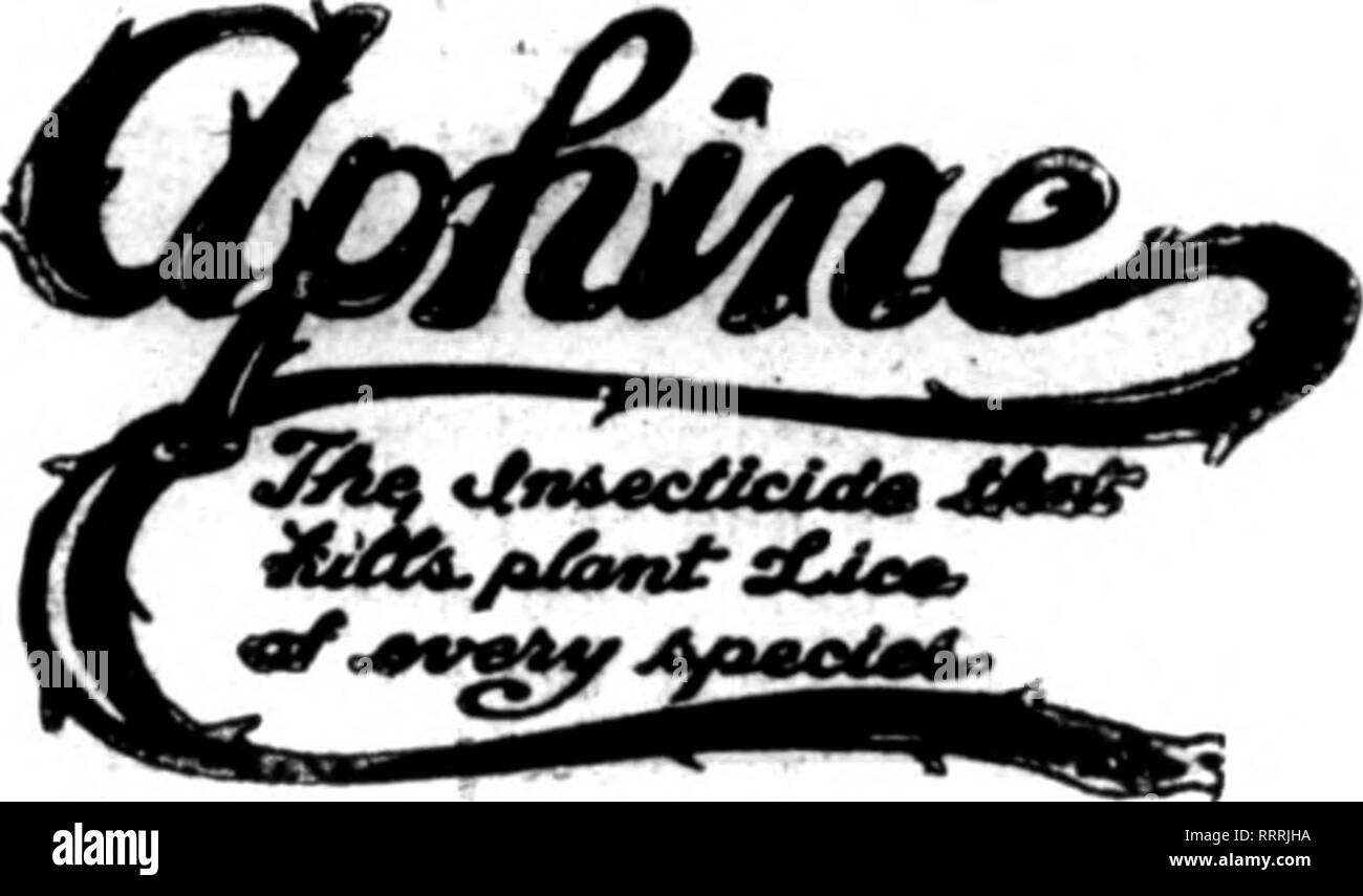 . Les fleuristes [microforme] examen. La floriculture. L'Aphine Co. traiteurs pour les fleuristes et les jardiniers de fabricants. La norme reconnue de l'insecticide. Une solution de pulvérisation pour le vert, noir, blanc fly, araignée rouge, thrips, cochenilles et doux l'échelle. Un FUNGINE spray infaillible remède pour la moisissure rose et d'oeillet chrysanthème. la rouille. Une VERMINE pour sol, couper le fil et de l'anguille. ancle vers. Un scalicide SCALINE et fongicide combinées pour San Jose et différentes sur les arbres et hsmly stock, et divers fléaux qui les touchent. •40J UNE nicotine, et de vaporisation. 40  % de la nicotine" s Banque D'Images