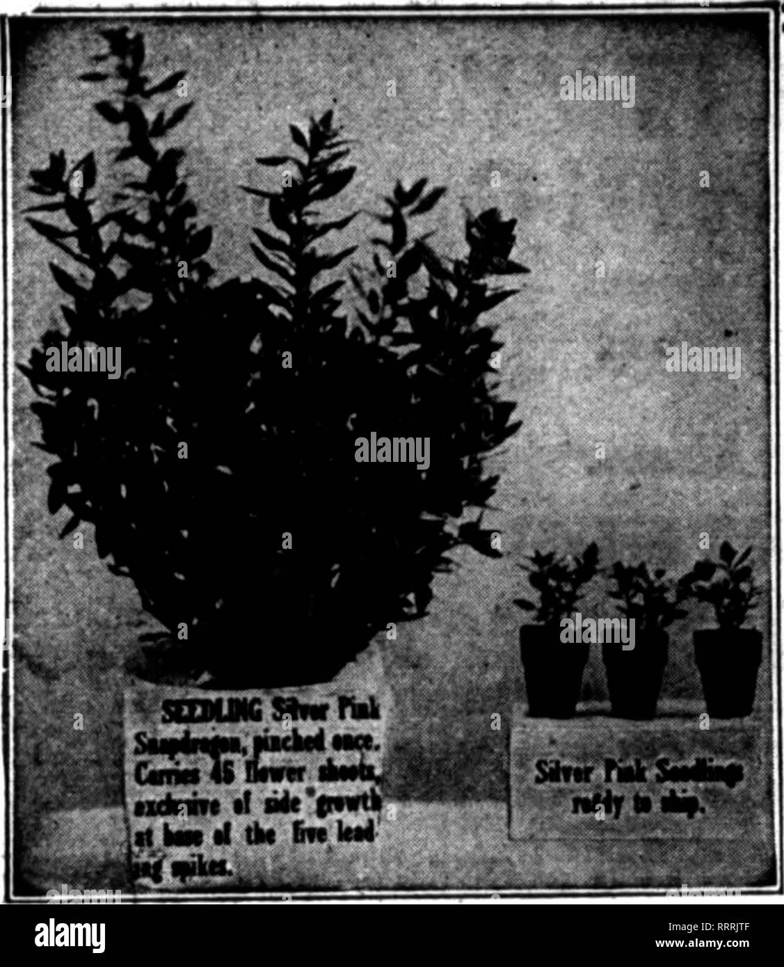 Les Fleuristes Microforme Examen La Floriculture Gt M J Iw Gt I Gt M V J P Il Wiili I Uiv J Y5 Tf Gt F P L Ii J Wu 4iv Ii L W W Ji 72 Revue Octobcb Fleuristes Ttic 8i 1914 Four Fold Les Fleuristes Microforme Examen La Floriculture Gt M J Iw Gt I Gt M V J P Il Wiili I Uiv J Y5 Tf Gt F P L Ii J Wu 4iv Ii L W W Ji 72 Revue Octobcb Fleuristes Ttic 8i 1914 Four Fold