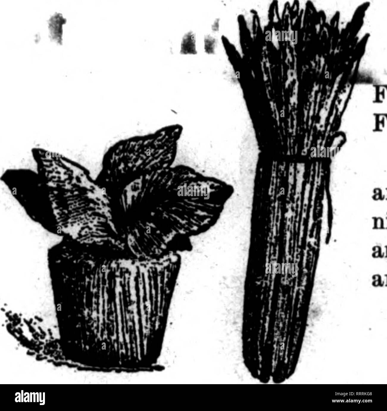 . Les fleuristes [microforme] examen. La floriculture. 42 L'examen pour fleuristes 12 Mars, 1914. Les amis de lui donner une véritable. Elle a été confinée à son iome pour les deux dernières années, mais à k&gt;esent sa santé se somawhat amélioré. '^SpA. Je %J^ BUFFALO, N. T. Tbe marché. Entreprise était assez bonne la semaine dernière. Travaux funéraires, cependant, a été l'essentiel de l'échange, bien qu'il y avait plusieurs dîners informels, etc. Les tulipes, narcisses et jonquilles sont surabondantes, mais le prix de détail est normal. Carna- tions continuent à venir sur le marché en bel état. Boses sont plus plen- tiful, mais Banque D'Images