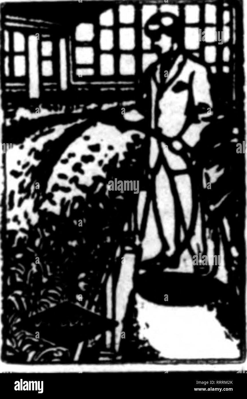 . Les fleuristes [microforme] examen. La floriculture. .• ?  ? ' *.W ?""••/i ?s. ^^^.. ? ?'ww-^.^^ Les fleuristes 92 NOVEMBEU 26, 1914 Examen. GLEN COVE, N. Y. La réunion mensuelle du Nassau &lt;Jounty Horticultural Society s'est tenue le 11 novembre, avec le Président Henry Gaut de la présidence, Mme G. F. Baker a été élu membre honoraire et M. J. Cartrite^loi ive membre. Le jury des expositions mensuelles ont été : G. Ashworth, J. Adler et J. Macdon- ald. Premier prix pour trois mamans blanc est allé à J. W. Everitt, comme l'a fait pour trois jaune. Premier prix pour trois pink a été attribué à F. Honeyman. La grâce de Banque D'Images