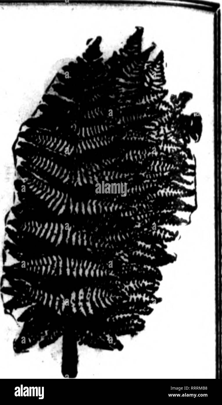 . Les fleuristes [microforme] examen. La floriculture. FkMst stooh FOUGÈRES FANTAISIE III e •oimtry* Nous pouvons fournir 70a avec l'année aroand itock cood. S1.50 par 1000 1,50 $ par 1000 itandlnf^ T Lieu yoar ("d*ri avec au. L'offre d'automne en tout temps. Pas de pénurie. MafooUa bronse importés et vert Baskets |1.M ; 6 paniers, chacun. $1.26 Feuilles de Galax, vert et bronze pour 1000, 1,26 $ ; de 10 000 cas, 7,60 pulvérisations Lenoothoe vert extra fine, par 100. 1,00 $ ; pour 1000, 7,60 par lb. de buis, 20c : par cas. 60 lb. 7.60 de la sphaigne par balle, 1,60 "SHnrr RKEN moss, vmv fin* fMT BMlwt warlis. TrinMHlnK F"à. •Te. P"r b"". Banque D'Images