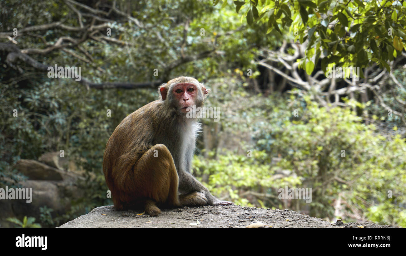 Singe. Macaque Monkey dans la forêt tropicale. Des singes dans l'environnement naturel. Chine, Hainan Banque D'Images