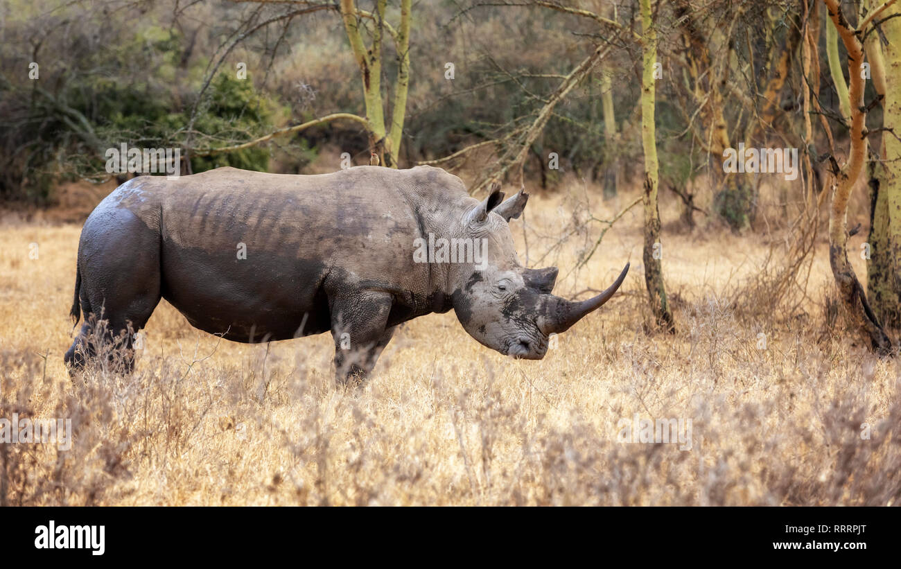 Rhinocéros blanc, Ceratotherium simum,dans la fièvre de parc national du lac Nakuru, au Kenya. Un petit oiseau oxpecker est perché sur son dos. Banque D'Images