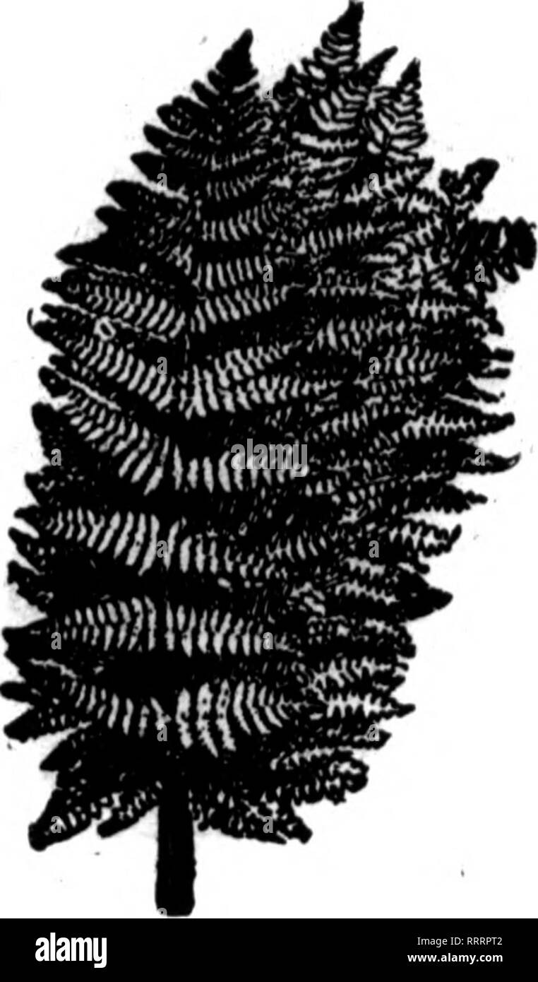 . Les fleuristes [microforme] examen. La floriculture. Mentionner l'examen quand yon bref*. "La Profession de jardinage." J. J. Wilson, de Newark, a répondu pour le les semenciers, Joseph A. Manda pour la na- tional Association des jardiniers, et Geo. W. pour les dames étrange. Les discours étaient toutes et profitez- en mesure. J. Austin Shaw a été toastmaster. Le forçage des légumes le meilleur début de l'CABBAQE. Dans la colonne de la force végétale pour examen le 15 janvier semblait une enquête, signé B. A. A. En ce qui concerne les premières variétés de choux. Si B. A. A. Plante toute sa parcelle de gloire d'Enkhui Banque D'Images