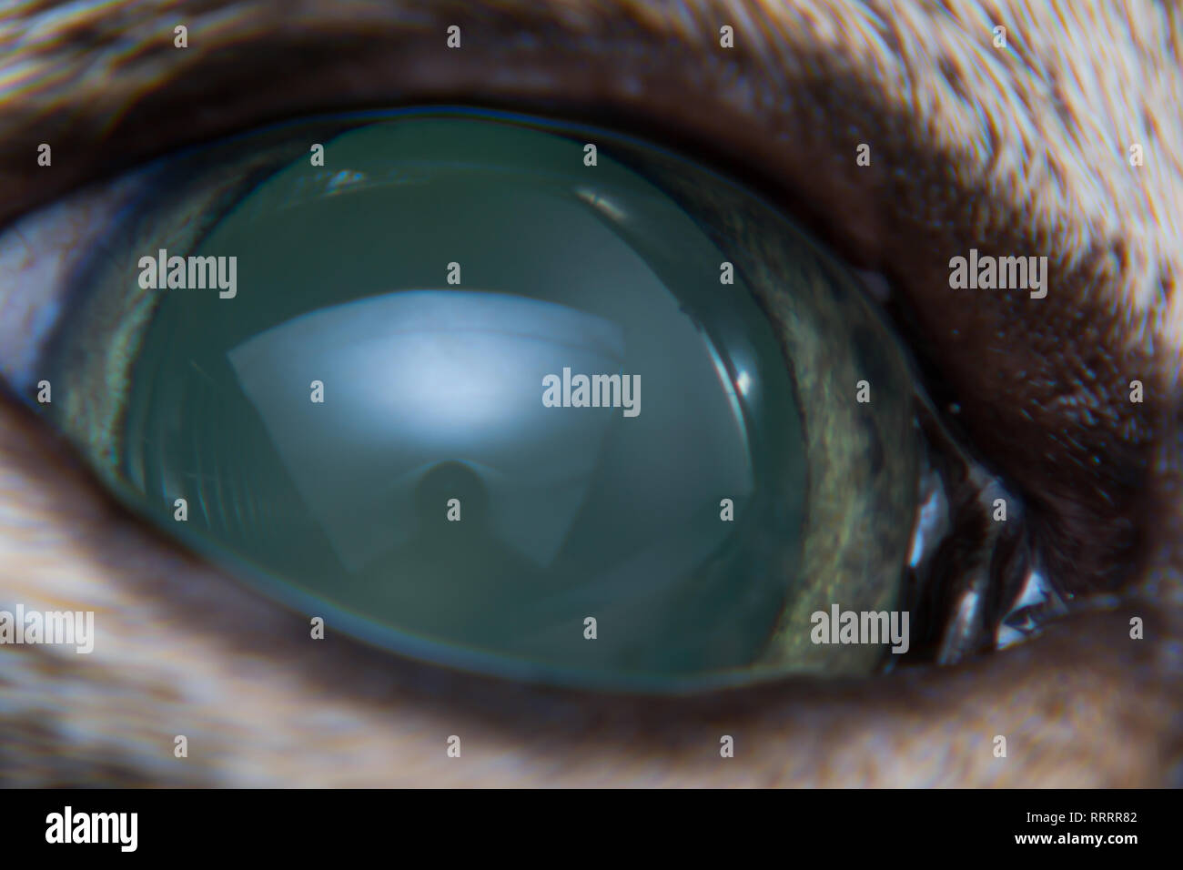 Glaucome Aigu A Chat Adulte La Pression Intraoculaire Augmente Et Aveugles De Presentation Keratic Precipite Photo Stock Alamy Glaucome Aigu A Chat Adulte La Pression Intraoculaire Augmente Et Aveugles De Presentation Keratic Precipite Photo Stock Alamy